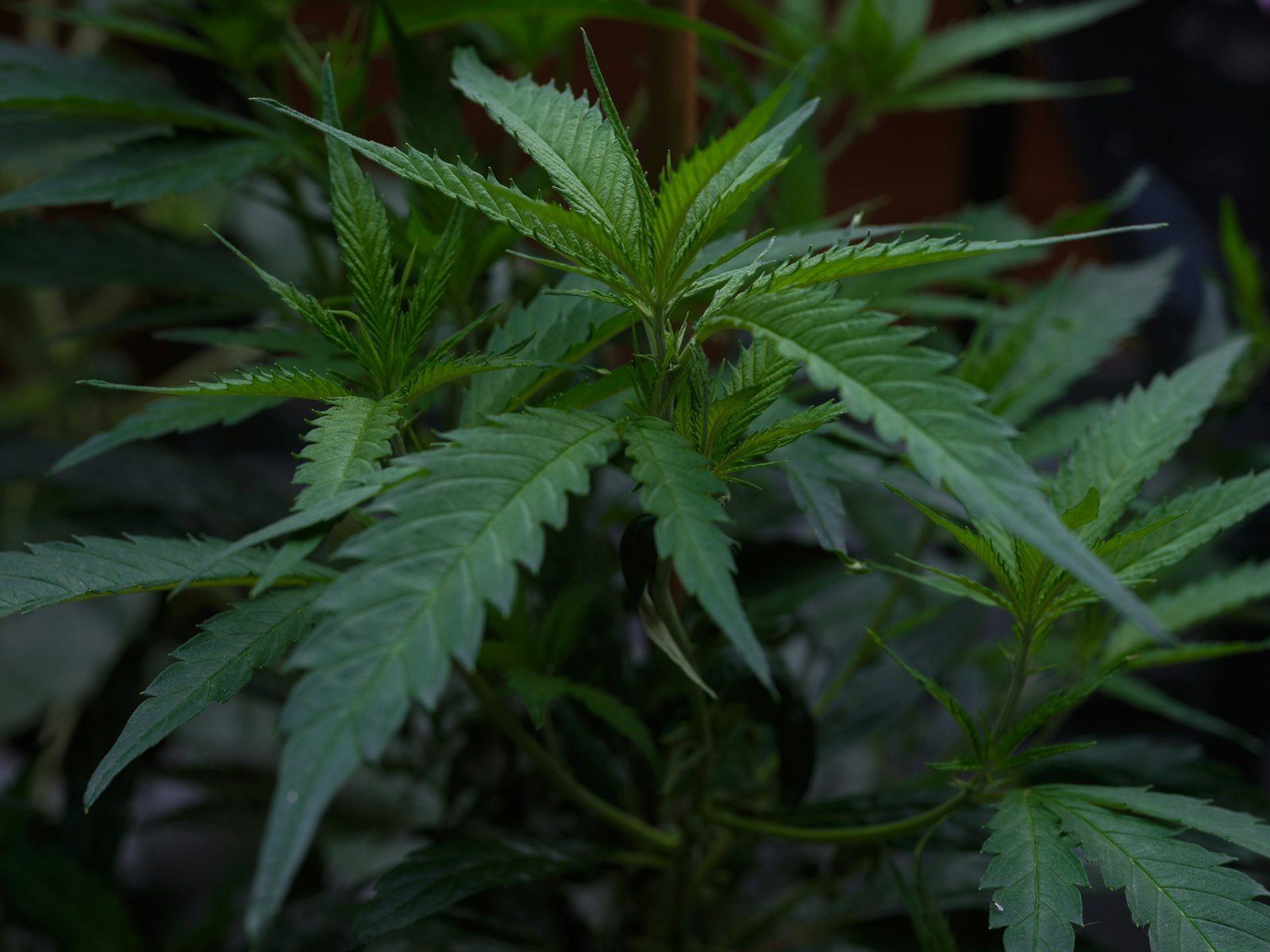 Cannabispflanze in Nahaufnahme als Symbolbild